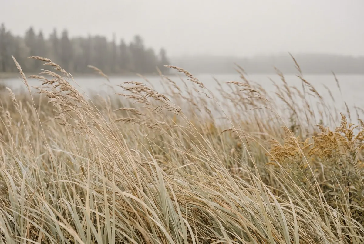 Tall dry lakeside grasses leaning together under a steady wind, the far treeline lost in flat grey mist